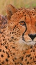 Animals, Cheetah per Sony Ericsson W995