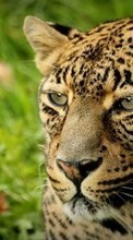 Scaricare immagine Cheetah,Animals sul telefono gratis.