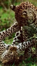 Scaricare immagine Cheetah,Animals sul telefono gratis.