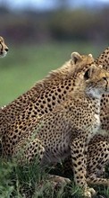 Animals, Cheetah per BlackBerry Bold 9900
