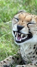Scaricare immagine 800x480 Animals, Cheetah sul telefono gratis.