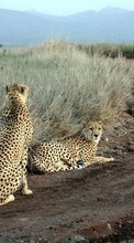 Scaricare immagine Animals, Cheetah sul telefono gratis.