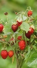 Scaricare immagine Berries,Strawberry,Plants sul telefono gratis.