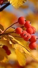 Scaricare immagine Berries, Leaves, Autumn, Plants sul telefono gratis.