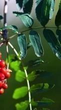 Scaricare immagine Berries, Leaves, Plants sul telefono gratis.