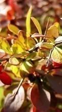 Scaricare immagine Berries,Leaves,Plants sul telefono gratis.