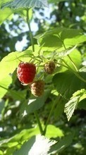 Scaricare immagine 720x1280 Plants, Raspberry, Berries sul telefono gratis.