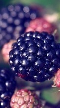 Scaricare immagine Berries, Plants sul telefono gratis.