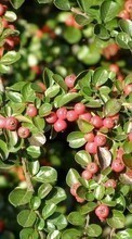Scaricare immagine Berries,Plants sul telefono gratis.