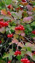 Scaricare immagine Berries,Plants sul telefono gratis.