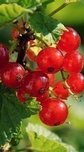 Scaricare immagine Berries, Plants, Currant sul telefono gratis.