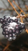Scaricare immagine Berries, Plants, Snow sul telefono gratis.