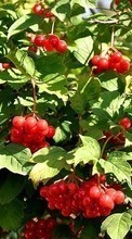 Scaricare immagine Berries, Plants, Bush sul telefono gratis.