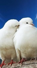 Scaricare immagine Pigeons, Birds, Animals sul telefono gratis.