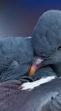 Scaricare immagine Pigeons,Birds,Animals sul telefono gratis.