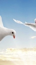 Scaricare immagine Pigeons,Birds,Animals sul telefono gratis.