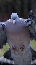 Scaricare immagine Animals, Birds, Pigeons sul telefono gratis.