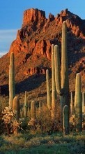 Scaricare immagine Mountains,Cactuses,Landscape sul telefono gratis.