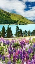 Scaricare immagine Mountains,Landscape,Nature,Plants sul telefono gratis.