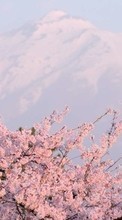 Scaricare immagine Mountains,Landscape,Sakura sul telefono gratis.