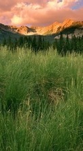 Scaricare immagine 320x480 Landscape, Grass, Mountains sul telefono gratis.