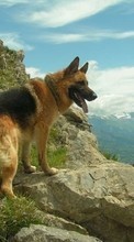 Scaricare immagine Mountains, Dogs, Animals sul telefono gratis.