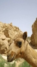 Scaricare immagine Mountains, Camels, Animals sul telefono gratis.