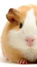 Scaricare immagine Rodents, Hamsters, Animals sul telefono gratis.