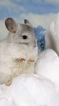 Scaricare immagine Animals, Hamsters, Rodents sul telefono gratis.