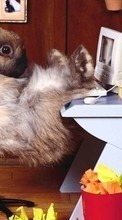 Scaricare immagine Humor, Animals, Rodents, Rabbits sul telefono gratis.