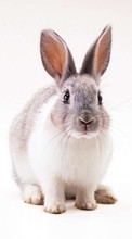 Scaricare immagine 1080x1920 Animals, Rodents, Rabbits sul telefono gratis.