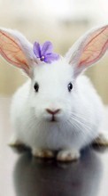Scaricare immagine Rodents, Rabbits, Animals sul telefono gratis.