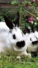 Scaricare immagine Animals, Rodents, Rabbits sul telefono gratis.