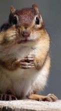 Scaricare immagine Rodents,Chipmunks,Animals sul telefono gratis.