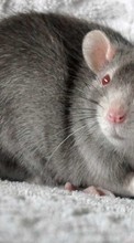 Scaricare immagine Rodents, Animals sul telefono gratis.