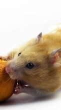 Scaricare immagine Rodents,Animals sul telefono gratis.