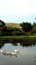 Scaricare immagine Geese, Landscape, Birds, Rivers, Animals sul telefono gratis.
