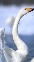 Geese,Animals per HTC Sensation
