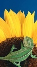 Scaricare immagine 240x320 Animals, Plants, Sunflowers, Chameleons sul telefono gratis.