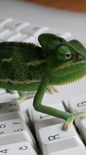 Scaricare immagine Chameleons,Lizards,Animals sul telefono gratis.