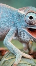 Scaricare immagine Chameleons,Animals sul telefono gratis.