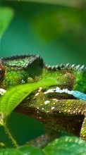 Scaricare immagine Chameleons,Animals sul telefono gratis.