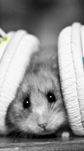 Scaricare immagine Hamsters,Headphones,Animals sul telefono gratis.
