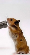 Scaricare immagine Hamsters,Funny,Animals sul telefono gratis.