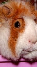 Hamsters, Animals per Sony Ericsson Yendo