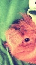 Scaricare immagine Hamsters, Animals sul telefono gratis.