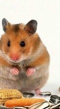 Scaricare immagine Hamsters,Animals sul telefono gratis.