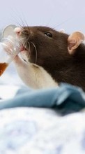 Scaricare immagine Hamsters,Animals sul telefono gratis.