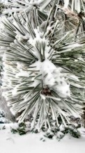 Scaricare immagine Plants, Landscape, Winter, Needle, Pine, Snow sul telefono gratis.