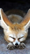 Scaricare immagine Animals, Foxes sul telefono gratis.
